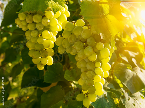 Green grapes on vine with sunset light 