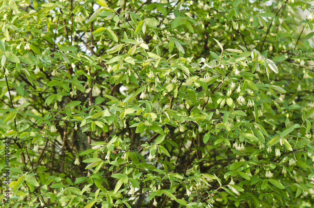 Canadian blueberry bush Canadian blueberry bush