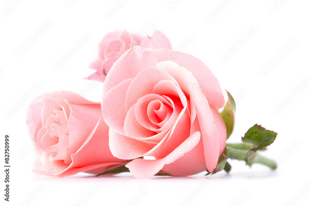 Naklejka premium różowy kwiat róży na białym tle