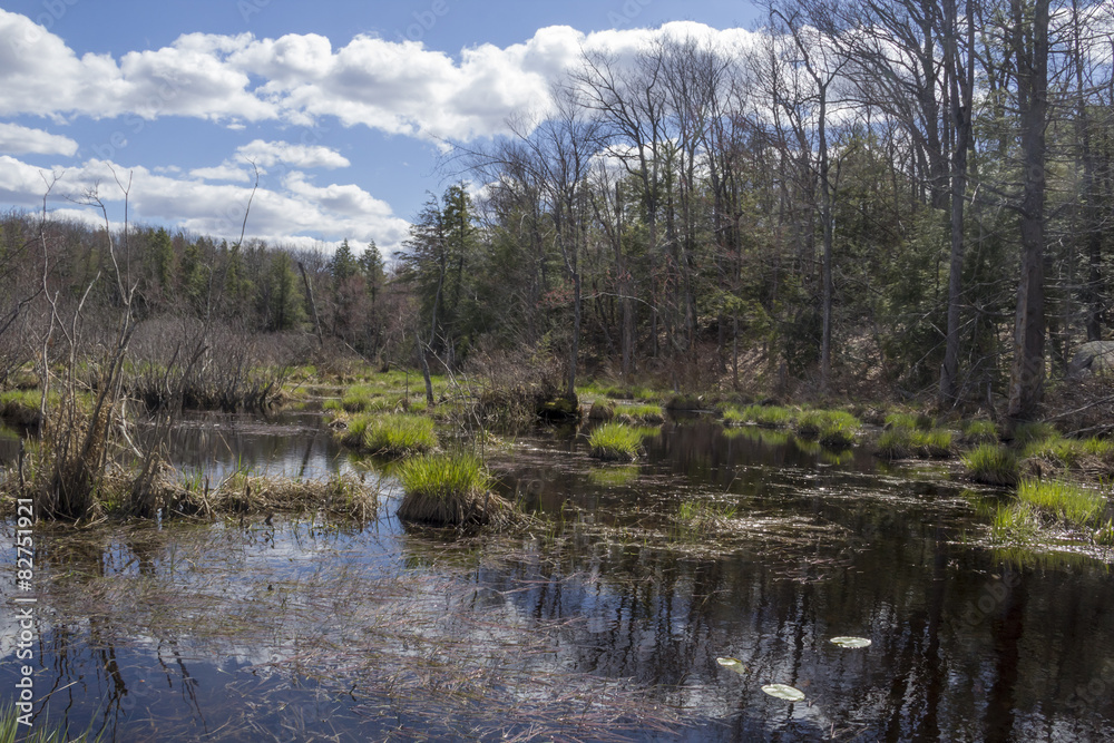Springtime Swamp Afternoon Springtime Swamp Afternoon