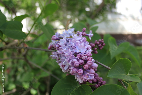 Lilac flower. Photo captured in april, 2015.