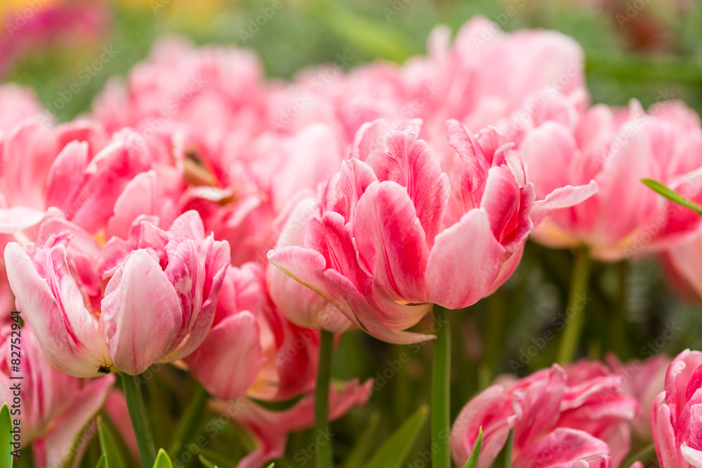 Pink tulips