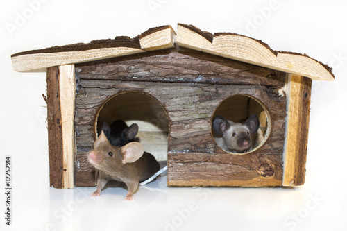 Mice in a house