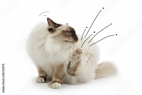 chat se grattant avec dessin de puces