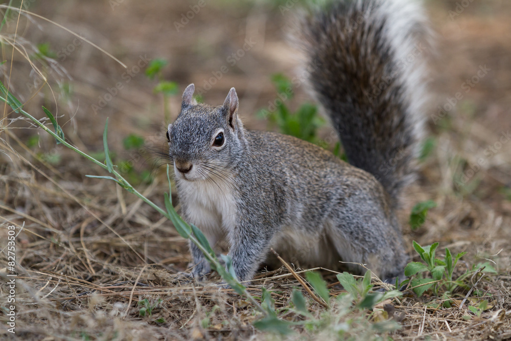 silver - gray squirrel silver - gray squirrel