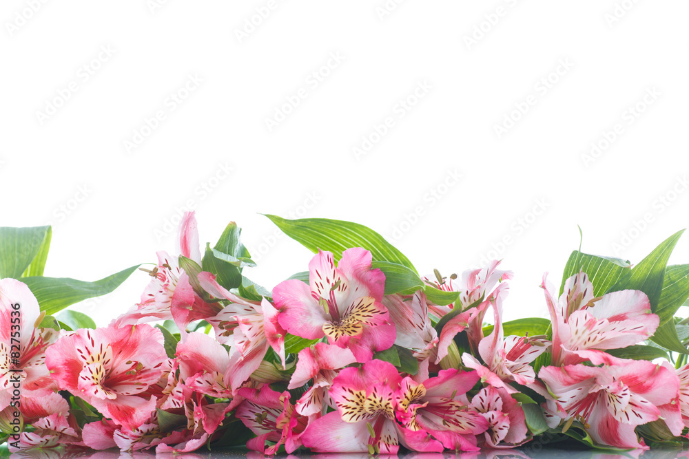 Obraz premium Alstroemeria