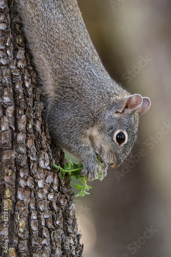 silver - gray squirrel photo