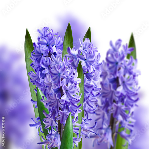 collage of hyacinths