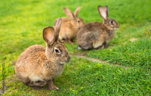 Rabbits on grass. Animal composition