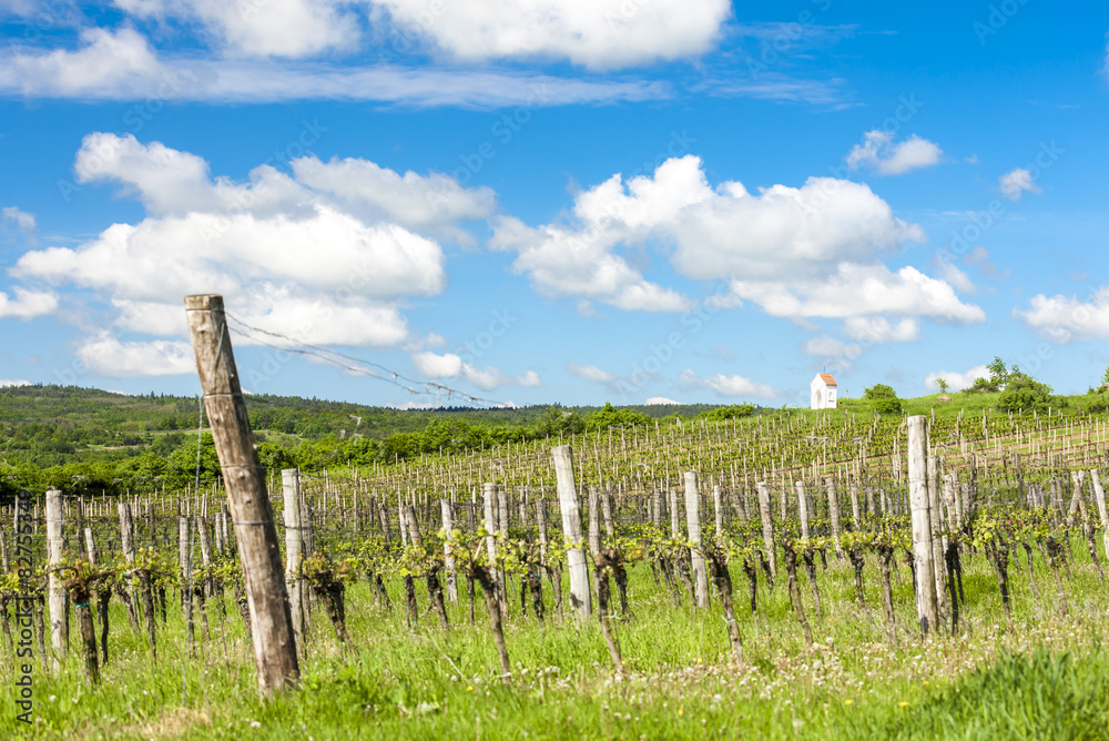 spring vineyard near Hnanice, Southern Moravia, Czech Republic