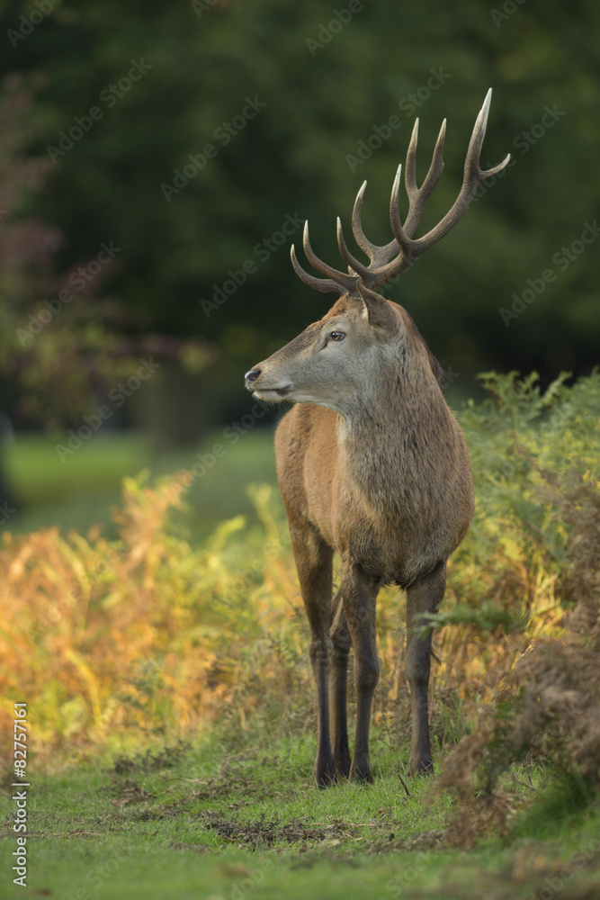 Red deer - Cervus elaphus