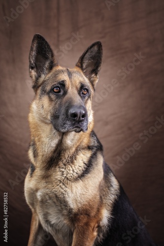 Portrait of a German Shepherd