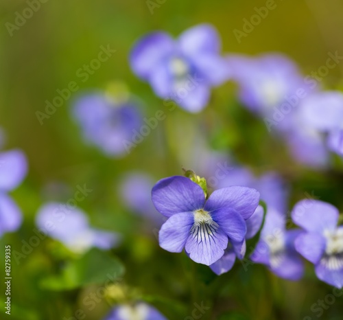 Wild violets blooming