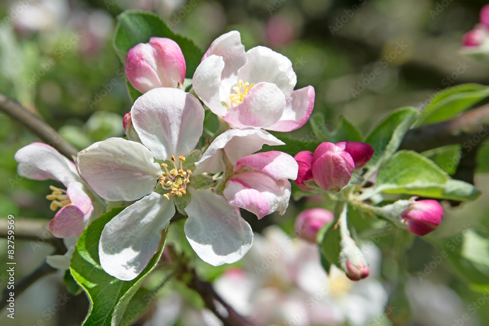 Obraz premium Apfelblüte