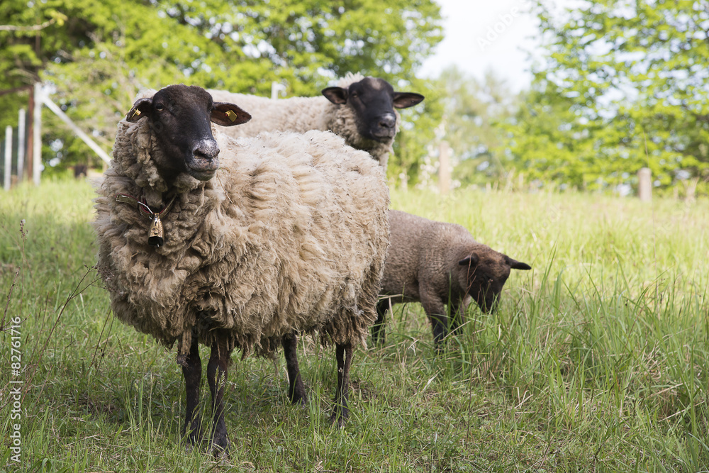 Fototapeta premium Schafe auf der Weide