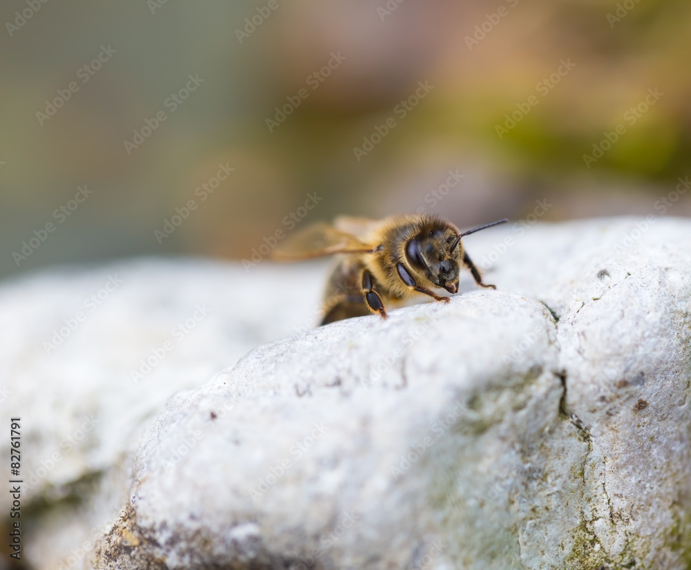 Fototapeta premium Honeybee resting on stone. Macro of insect