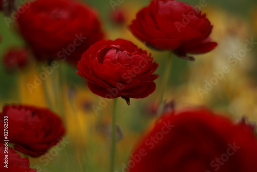 Red Ranunculus