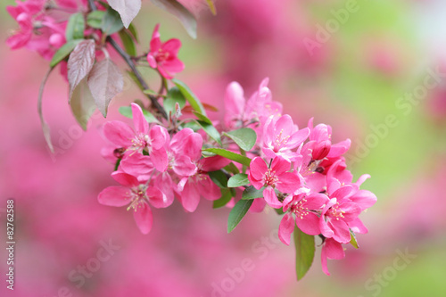 Red blooming tree in spring season detail