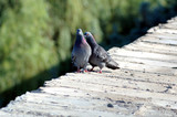 Love games of pigeons on a parapet