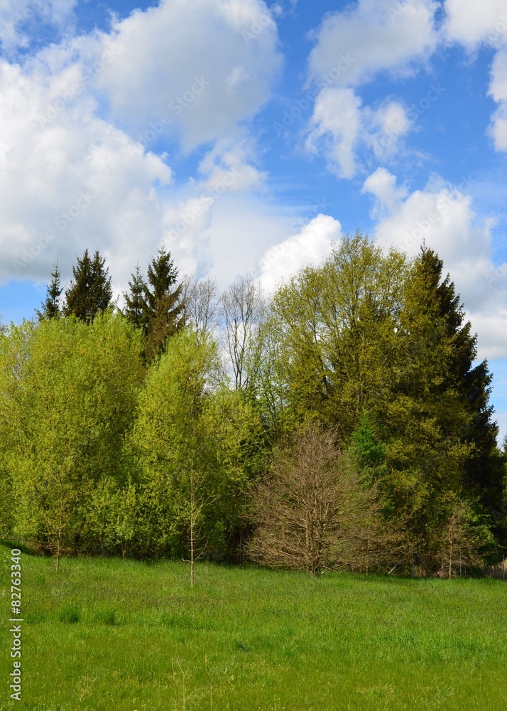 Naturlandschaft im Frühling