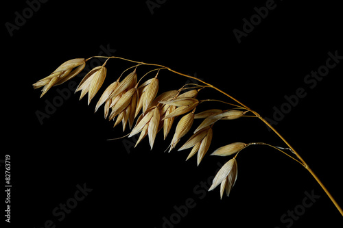 The oats panicle