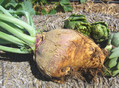 swede turnip photo