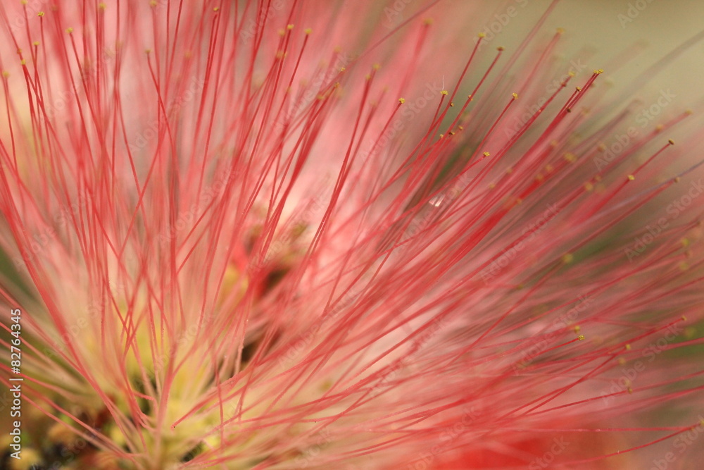 Naklejka premium Close up of the flower of a mimosa tree.