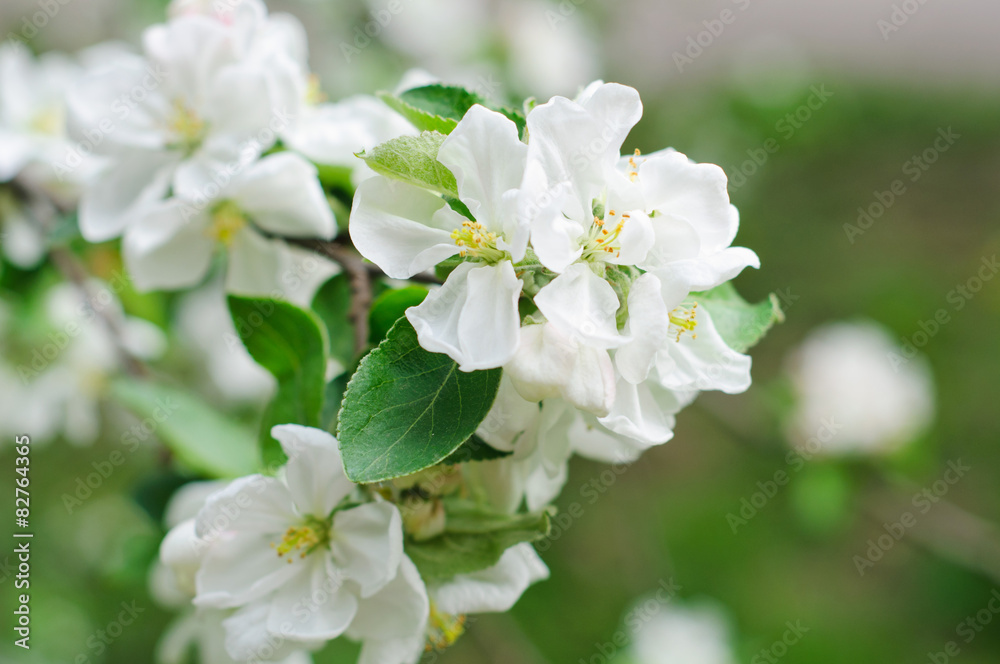 crabapple tree blossoms