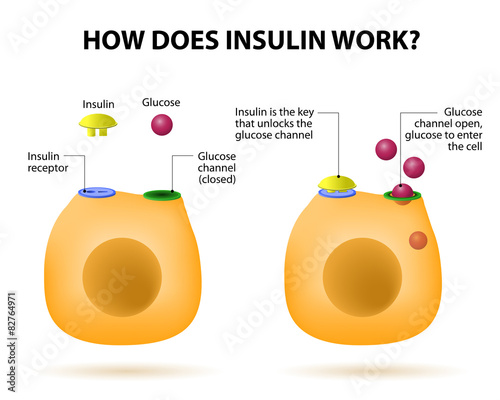 How does insulin work