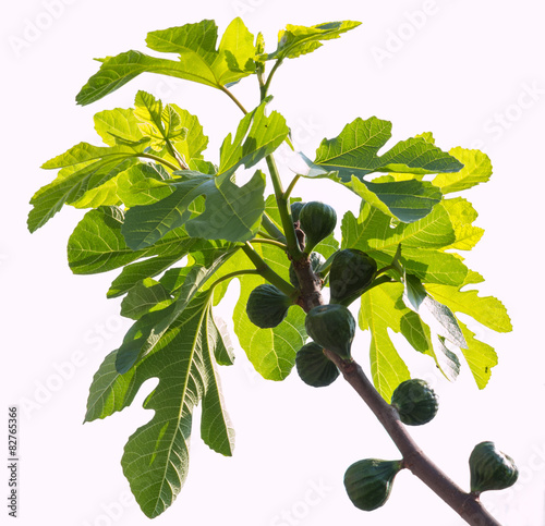 Green figs