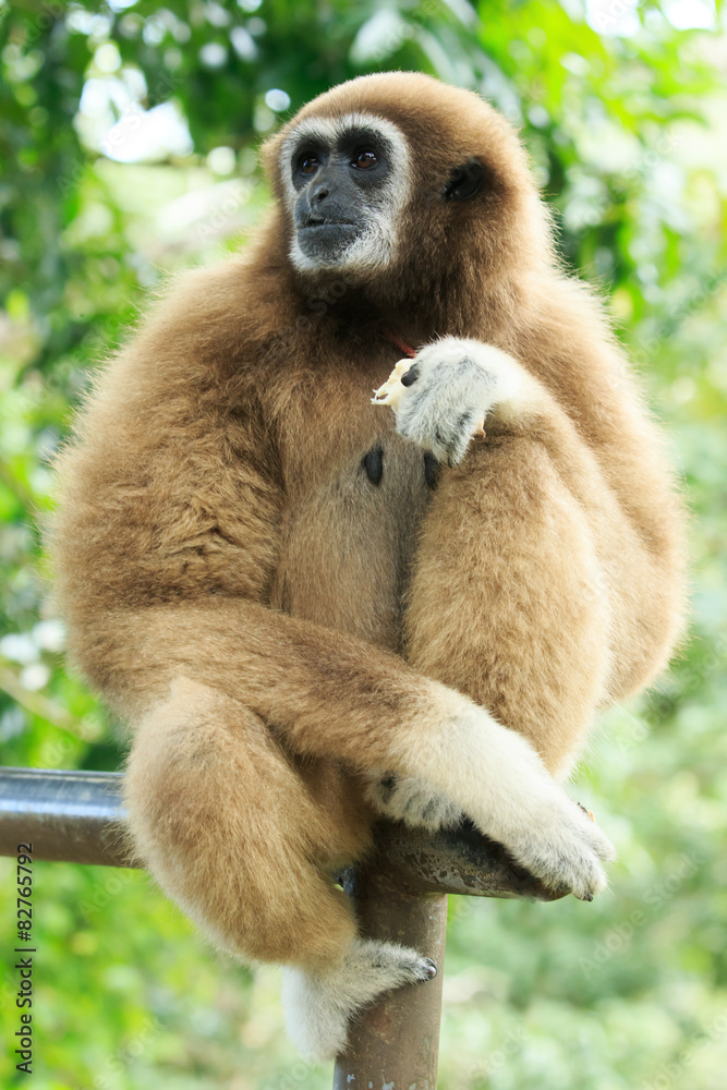 Obraz premium gibbon
