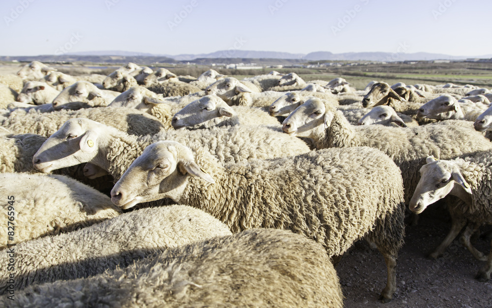Naklejka premium Flock of sheep in the field