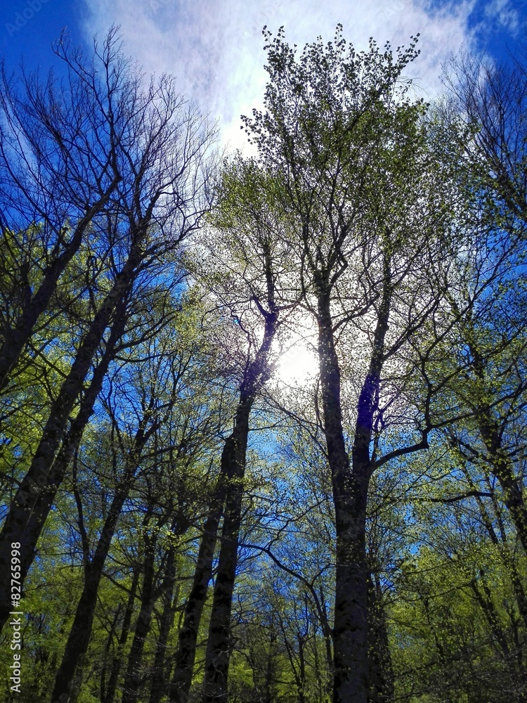 Alberi Alberi