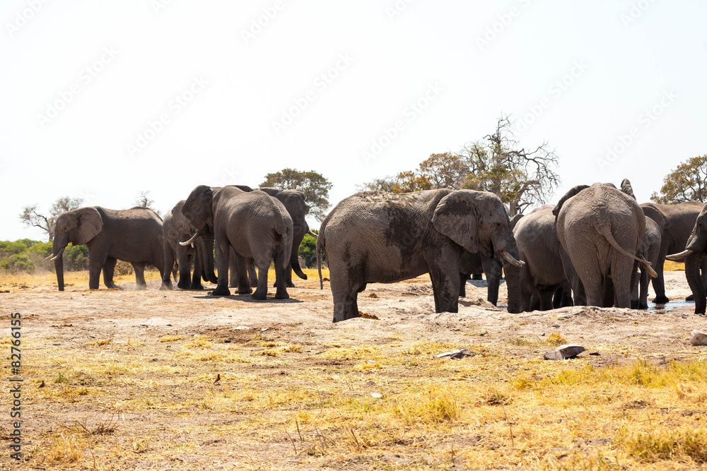 Obraz premium Elephants