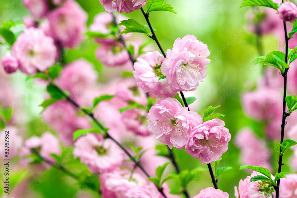 Obraz premium Oriental cherry blossom