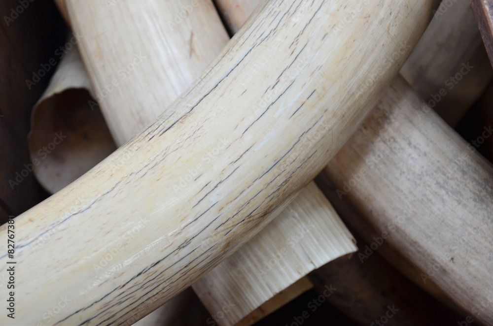 Naklejka premium Stosszähne