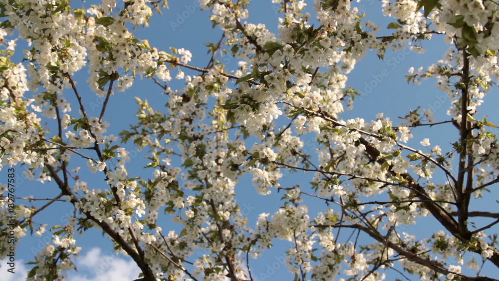 fast motion apple tree on the sky fast motion apple tree on the sky