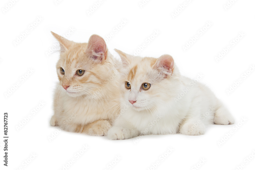 two Kurilian Bobtail cats
