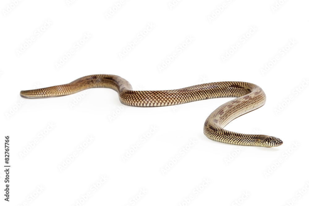 Apalachicola Kingsnake Crawling Forward Apalachicola Kingsnake Crawling Forward