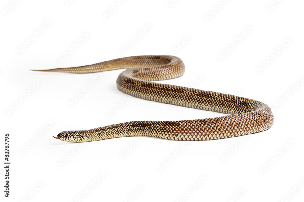 Fototapeta premium Apalachicola Kingsnake Isolated on White