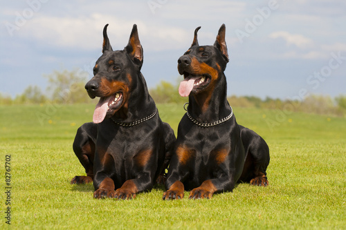 Fotografiet two black dobermans are laying on the grass