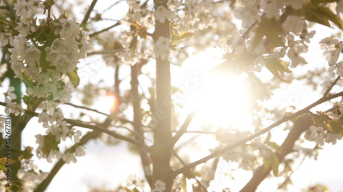 apple tree blossom in wind