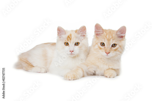 two Kurilian Bobtail cats