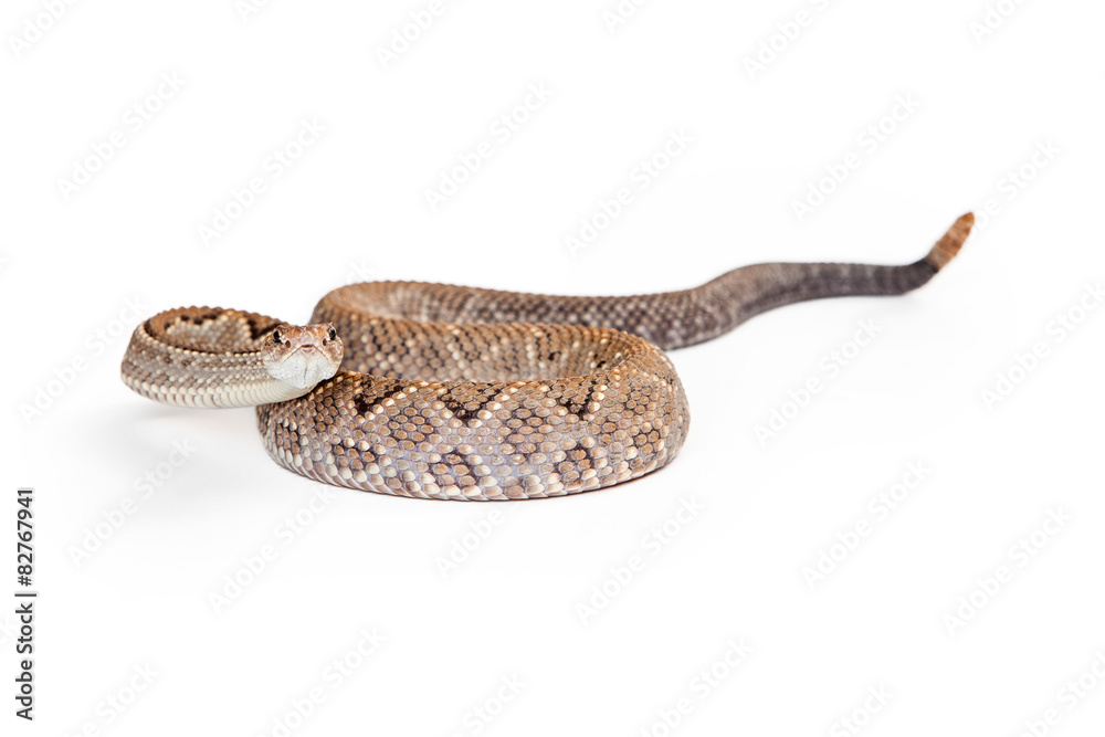 Naklejka premium Aruba Rattlesnake Coiled Looking Forward