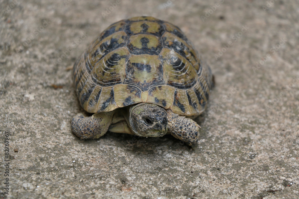 Small domestic tortoise walking in the yard. Selective focus. Small domestic tortoise walking in the yard. Selective focus.