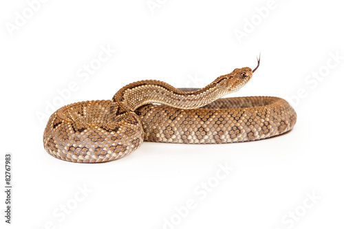Aruba Rattlesnake Coiled Side View Tongue Out photo