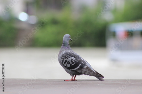 Pigeon qui regarde une péniche © Benjamin Sibuet
