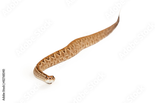 Aruba Rattlesnake With Straight Body photo