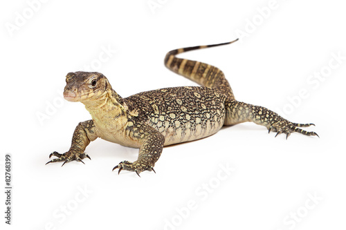 Asian Water Monitor Isolated on White