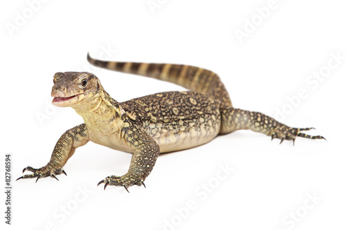 Asian Water Monitor Open Mouth Isolated © adogslifephoto